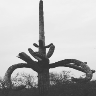 Black and white photo of a cactus with curved limbs