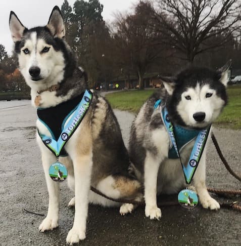 Two huskies after running a marathon