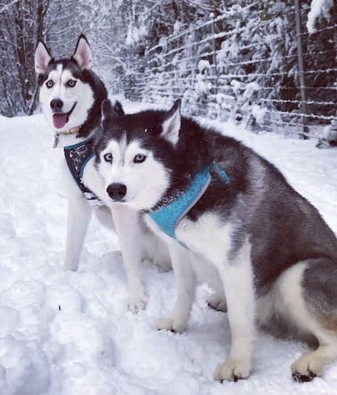 Two huskies sitting in snow at a dog park