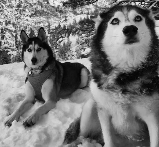 A black and white photo of two huskies in the snow