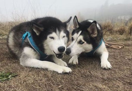Two huskies chewing on sticks during a foggy, Washington morning