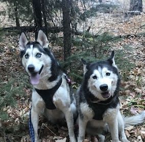 Two huskies on Mount Lemmon, sitting by each other with fall colored leaves on the ground