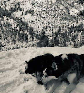 Two huskies lying in snow with their noses touching