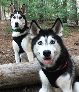 Two huskies sitting by a log on Mount Lemmon