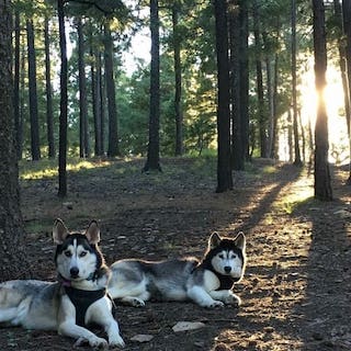 Two huskies lying in the woods, with the sun gleaming between the pine trees