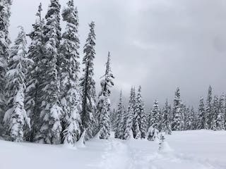 Mount Rainier snow covered Pine trees