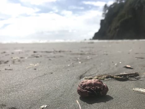 A red crab on Ruby Beach