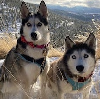 Two huskies sitting in the snow with snowy mountains and the sun shining behind them